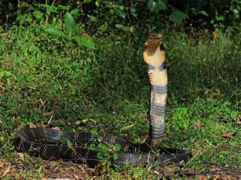 龙:传说的兽原型探秘(眼睛蛇类) 龙:传说的兽原型探秘(眼睛蛇类)