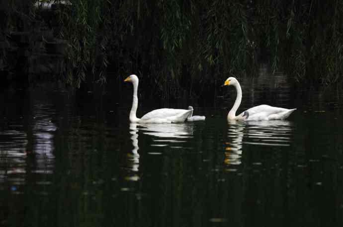 温馨之家（白天鹅）