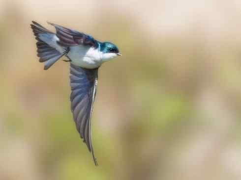 白头鸟系列:另类的美丽5 白头鸟系列:另类的美丽5