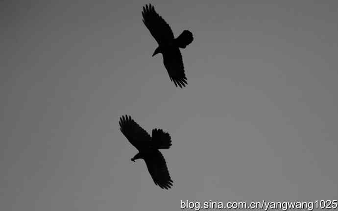 剪纸（空中的战斗）