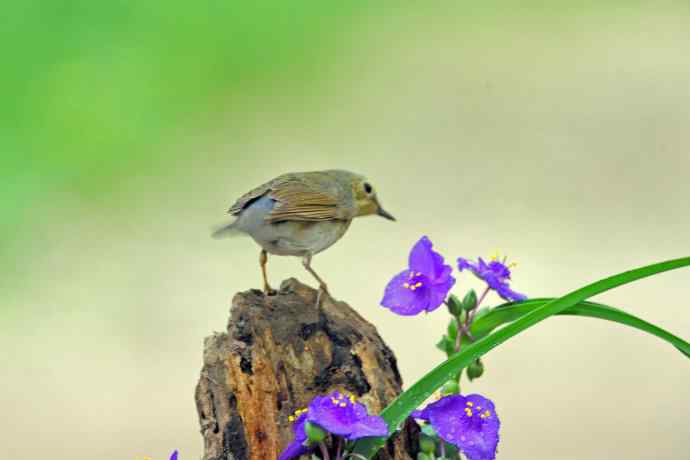 雌性蓝歌鸲与紫露草（3）