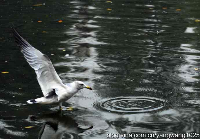 北京动物园的鸟类——海鸥(1)