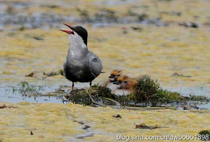 灰斑鸠踩蛋 wbr须浮鸥育雏