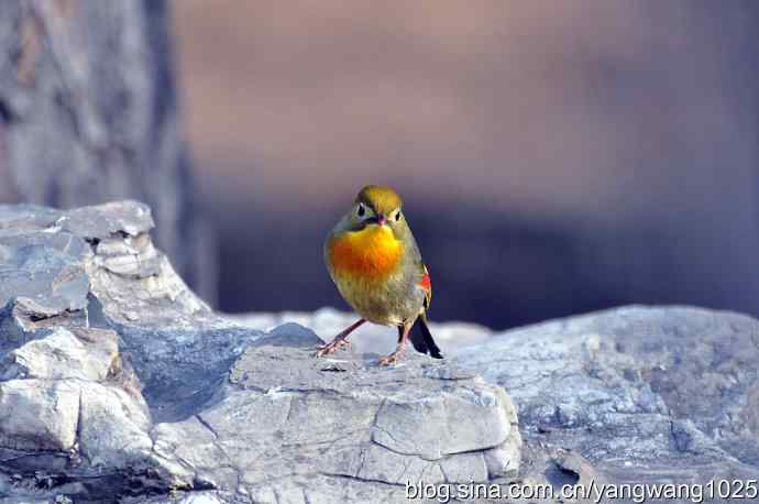 相思鸟 wbr2 相思鸟 wbr2