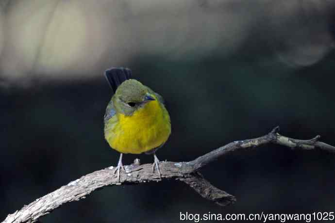 雄性绿背姬鶲（1）