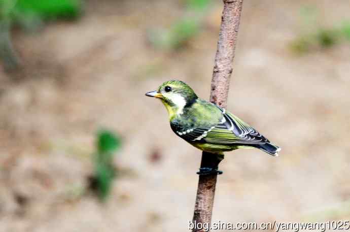 黄腹山雀（10）