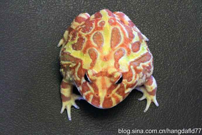 青蛙乎？蛤蟆乎？