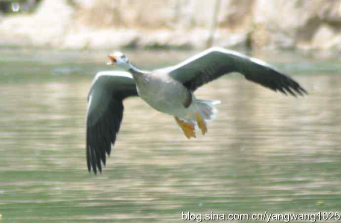 飞（斑头雁、野鸭）