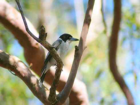 天生猎手：非猛禽类猎手之二（雀鸟也是屠夫——伯劳）