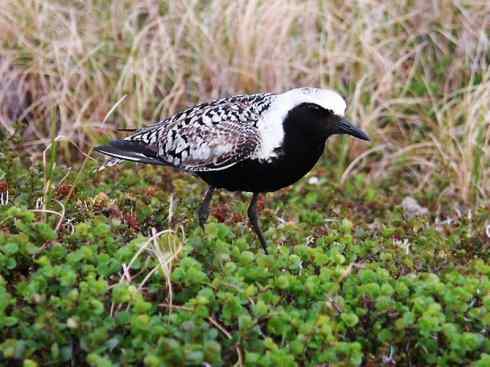 自然奇观：动物大迁徙(涉禽)