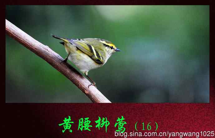 北京天坛公园的鸟类——黄腰柳莺（16）