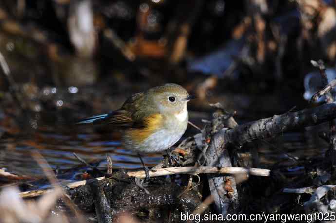 雌性红胁蓝尾鸲(35)