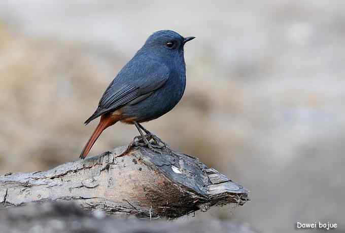 十渡几只鸟 十渡几只鸟