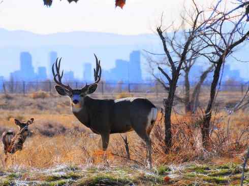 麒麟：传说的兽原型探秘（白尾鹿）