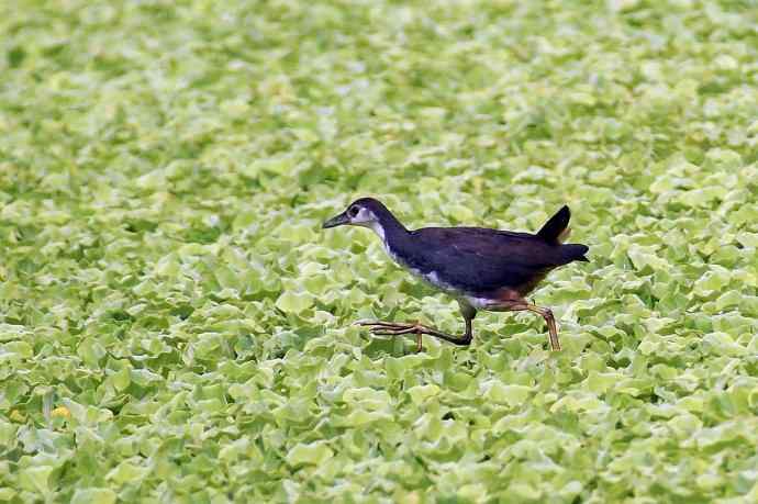 白胸苦恶鸡（亚成）