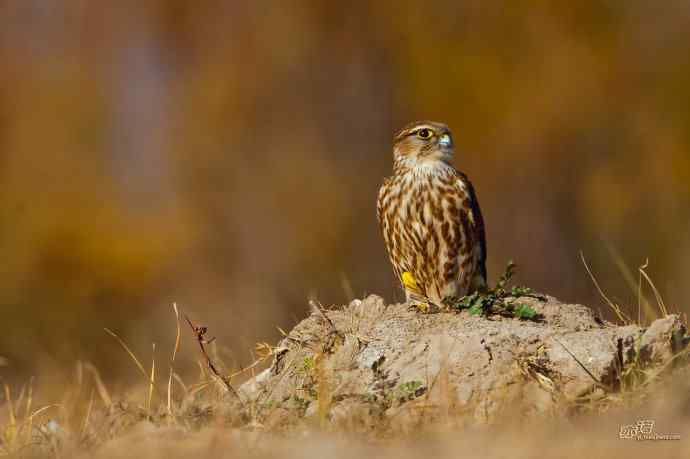 【野鸭湖的鸟】灰背隼