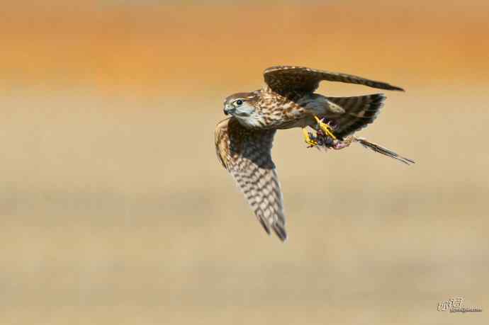 【野鸭湖的鸟】灰背隼