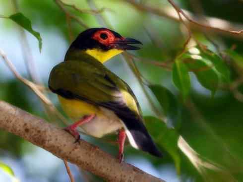 美丽无罪:雀鸟之朱鹂 美丽无罪:雀鸟之朱鹂