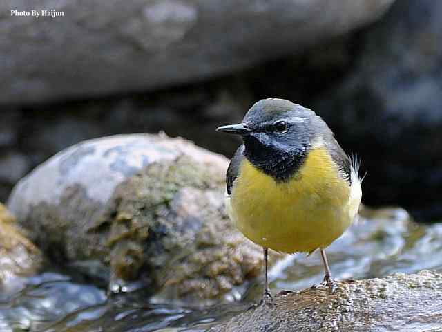 房山十渡(灰鹡鸰)