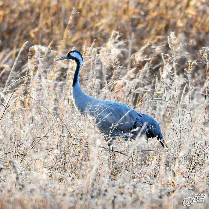 官厅水库&nbsp;wbr路&nbsp;wbr灰鹤