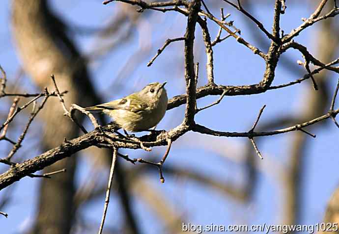 高枝头的戴菊鸟 高枝头的戴菊鸟