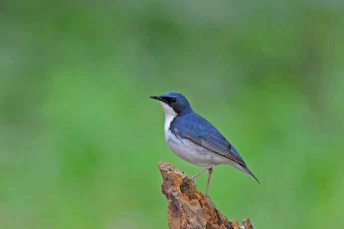 雄性蓝歌鸲（12）