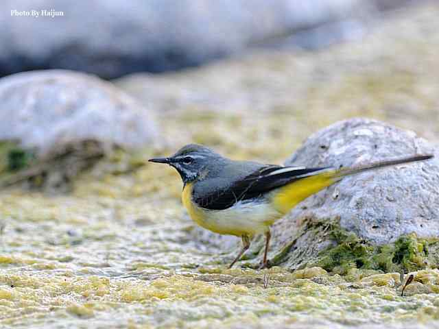 房山十渡(灰鹡鸰)