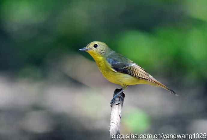 雌性绿背姬鶲（4）