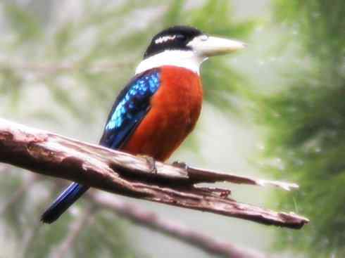 天生猎手：非猛禽类猎手之二（雀鸟也是屠夫——伯劳）