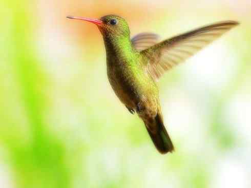 雀鸟也彪悍：别拿豆包不当干粮（蜂鸟）