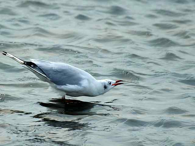 北戴河湿地演绎鸥鹭风情