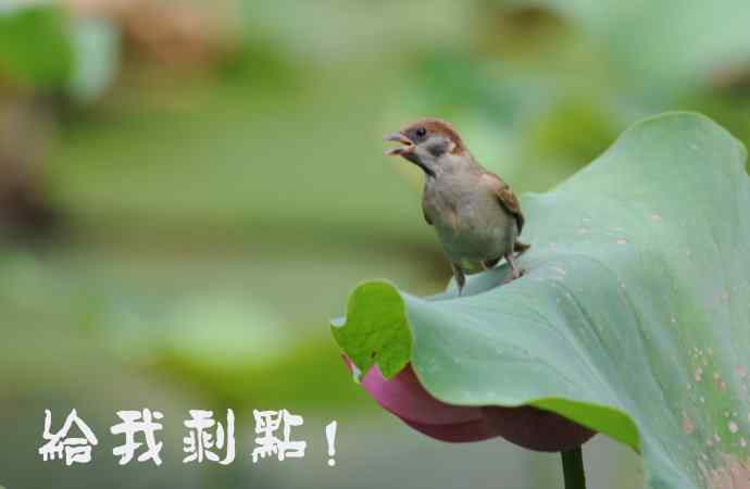 北京紫竹园公园的鸟类——雀儿的表情