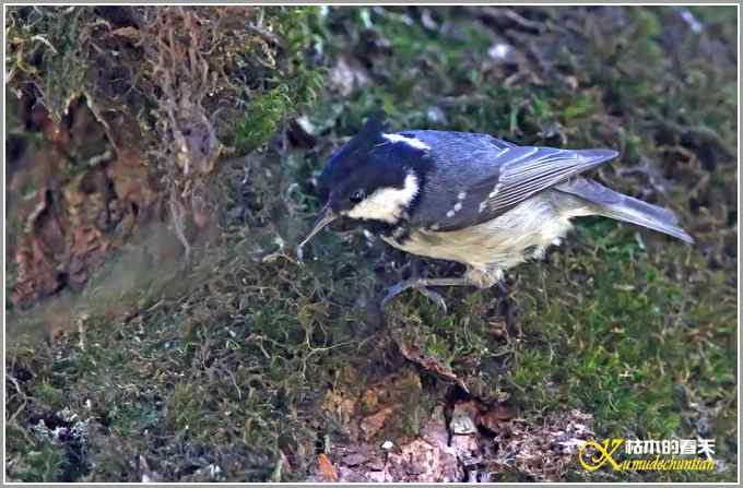旋木雀&bull;煤山雀&bull;柳莺【照片】