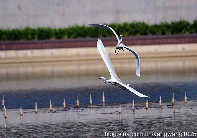 飞(白鹭)2 飞(白鹭)2