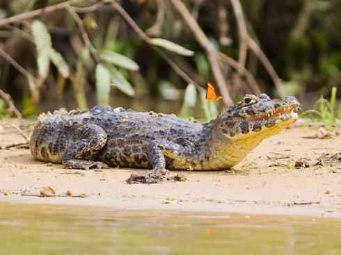 龙:传说的兽原型探秘(短吻鳄类) 龙:传说的兽原型探秘(短吻鳄类)