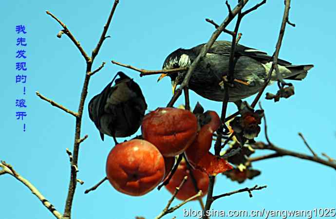 图片故事（抓拍）