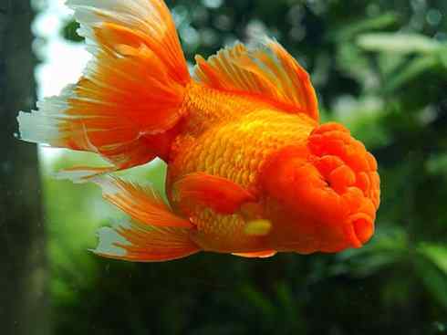 龙：传说的兽原型探秘（鲤鱼）