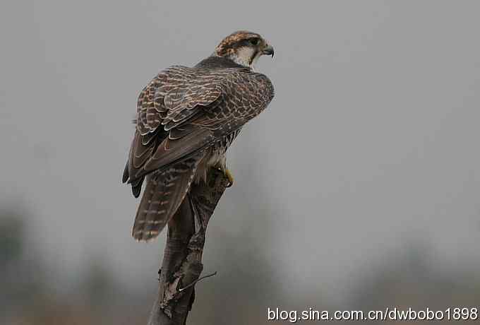 猎隼：国保二级猛禽