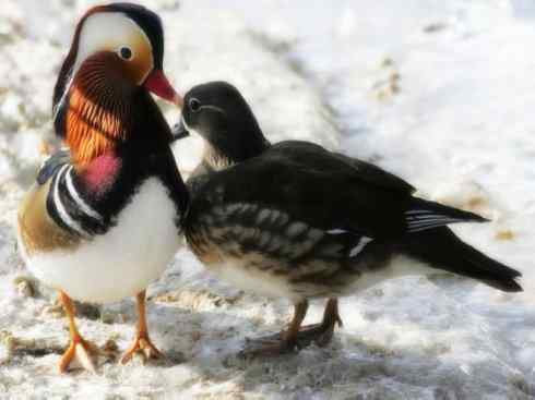 家禽驯化之源之七