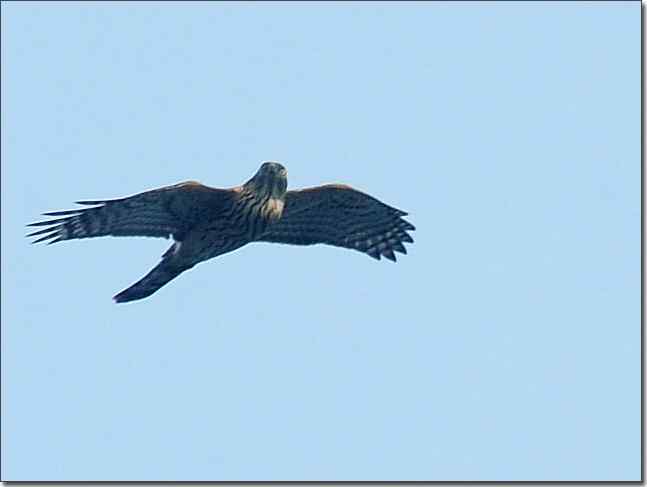 望京楼主峰雾蒙蒙续拍猛禽