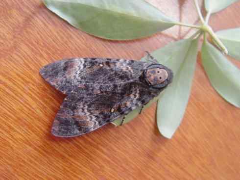 十大喜食蜂蜜动物：鬼脸天蛾