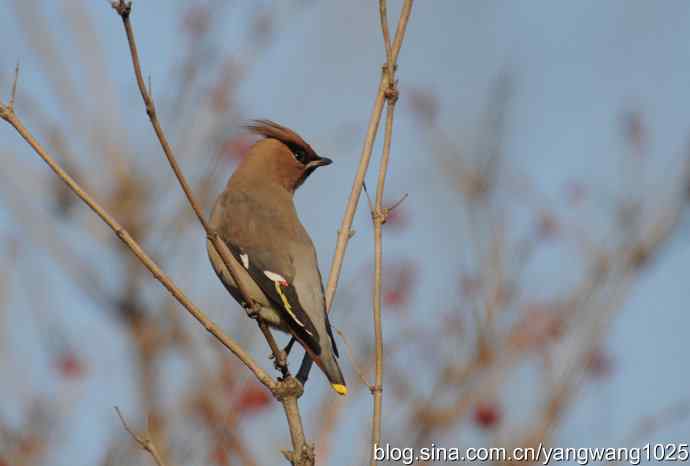 太平鸟（抓拍）3