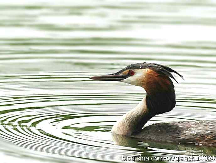 风头(pt)渐渐远去