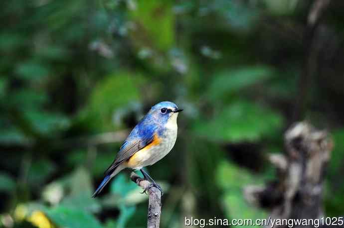 雄性红胁蓝尾鸲（18）
