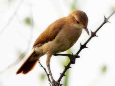 十大鸟类建筑师之三（柳莺、犀鸟）