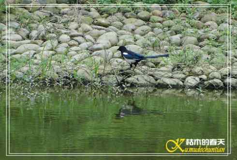 秋天-花-鸟【照片】