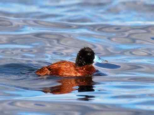欣赏：美丽的硬尾鸭