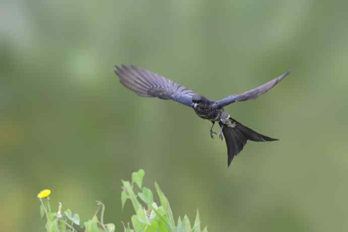 野鸭湖de黑卷尾