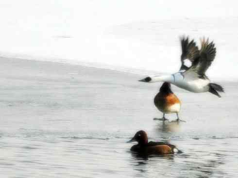 雁鸭之最之七（冠麻鸭、秋沙鸭、鹊鸭）