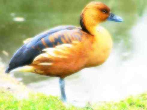 猎奇：十大奇异的雁鸭之四（树鸭、麝鸭）